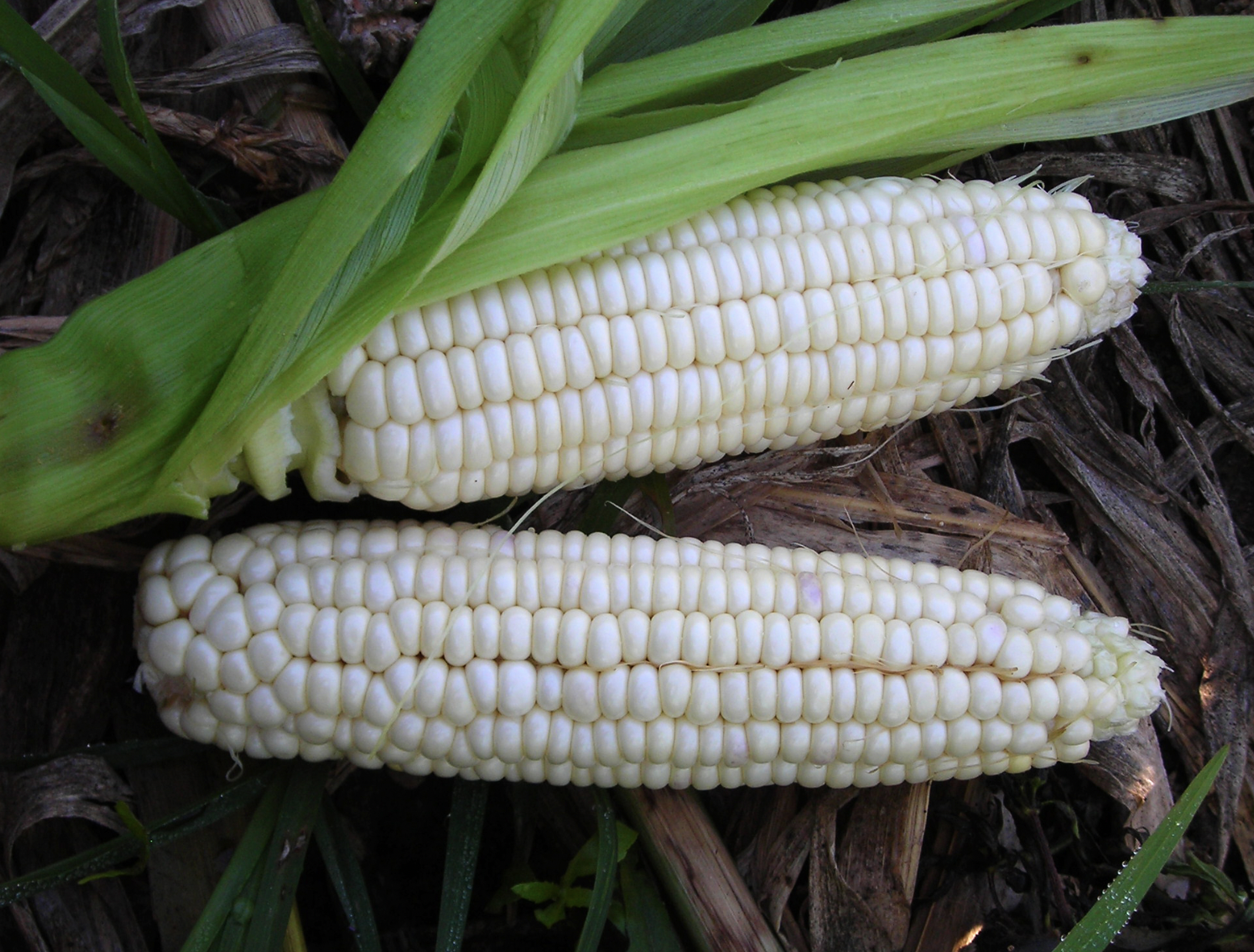 Stowell’s Evergreen Sweet Corn